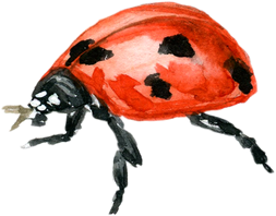Watercolor ladybug